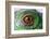 Iguana Eye-NagyDodo-Framed Photographic Print