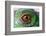 Iguana Eye-NagyDodo-Framed Photographic Print