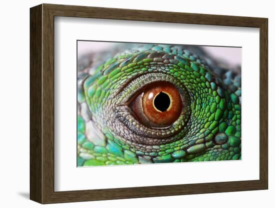 Iguana Eye-NagyDodo-Framed Photographic Print