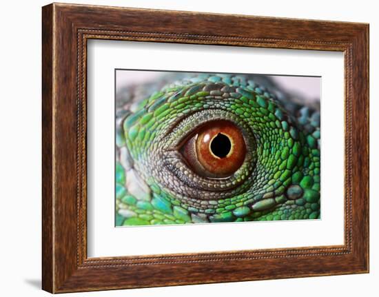 Iguana Eye-NagyDodo-Framed Photographic Print