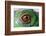 Iguana Eye-NagyDodo-Framed Photographic Print