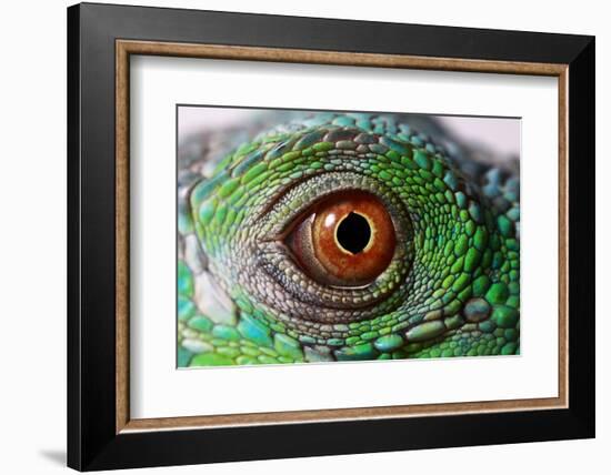 Iguana Eye-NagyDodo-Framed Photographic Print