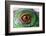 Iguana Eye-NagyDodo-Framed Photographic Print