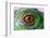 Iguana Eye-NagyDodo-Framed Photographic Print