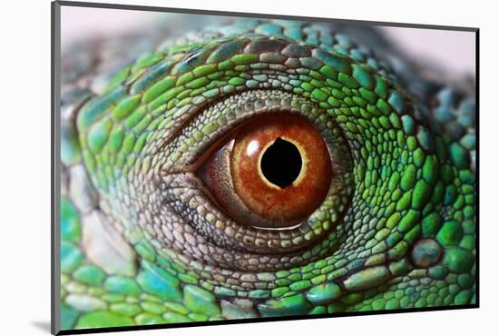 Iguana Eye-NagyDodo-Mounted Photographic Print