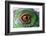 Iguana Eye-NagyDodo-Framed Photographic Print