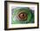 Iguana Eye-NagyDodo-Framed Photographic Print