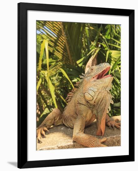 Iguana Farm, East End of Roatan, Bay Islands, Honduras-Stuart Westmorland-Framed Photographic Print