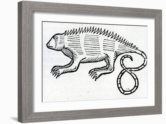 Iguana from 'La Historia General De Las Indias' 1547-Christopher Columbus-Framed Giclee Print