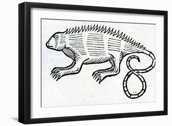 Iguana from 'La Historia General De Las Indias' 1547-Christopher Columbus-Framed Giclee Print