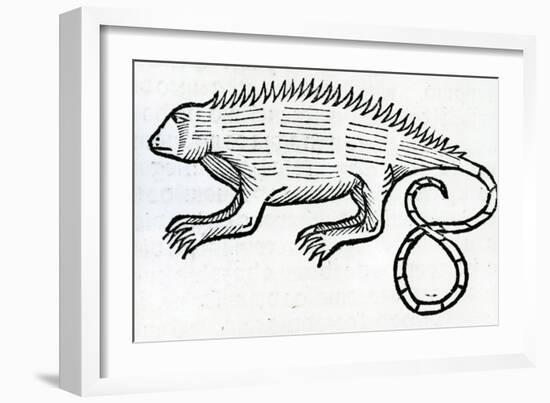 Iguana from 'La Historia General De Las Indias' 1547-Christopher Columbus-Framed Giclee Print