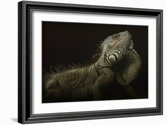 Iguana Profile-Aleksandar Milosavljevic-Framed Giclee Print