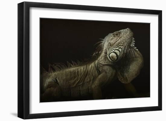 Iguana Profile-Aleksandar Milosavljevic-Framed Giclee Print