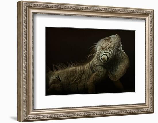 Iguana Profile-Aleksandar Milosavljevi?-Framed Photographic Print