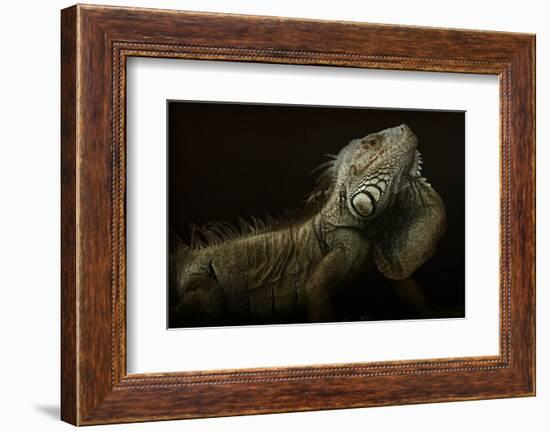 Iguana Profile-Aleksandar Milosavljevi?-Framed Photographic Print