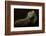 Iguana Profile-Aleksandar Milosavljevi?-Framed Photographic Print