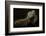 Iguana Profile-Aleksandar Milosavljevi?-Framed Photographic Print