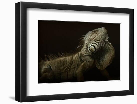 Iguana Profile-Aleksandar Milosavljevi?-Framed Photographic Print