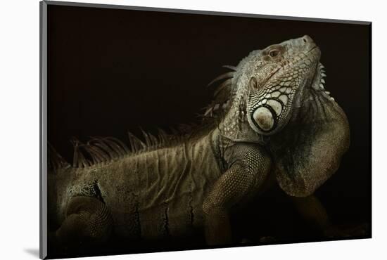 Iguana Profile-Aleksandar Milosavljevi?-Mounted Photographic Print