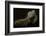 Iguana Profile-Aleksandar Milosavljevi?-Framed Photographic Print