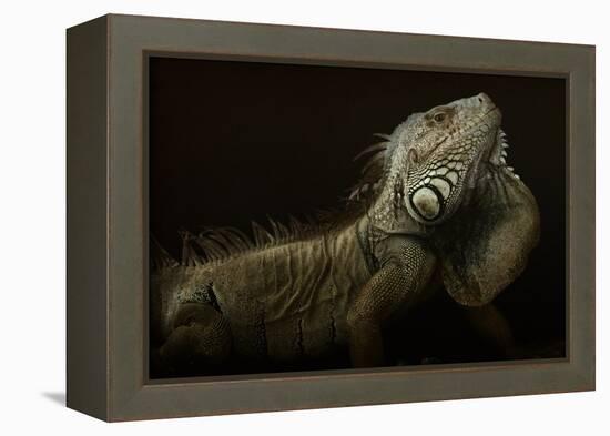 Iguana Profile-Aleksandar Milosavljevi?-Framed Premier Image Canvas