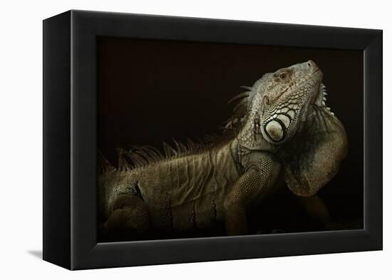 Iguana Profile-Aleksandar Milosavljevi?-Framed Premier Image Canvas