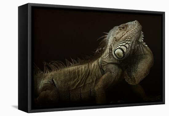 Iguana Profile-Aleksandar Milosavljevi?-Framed Premier Image Canvas