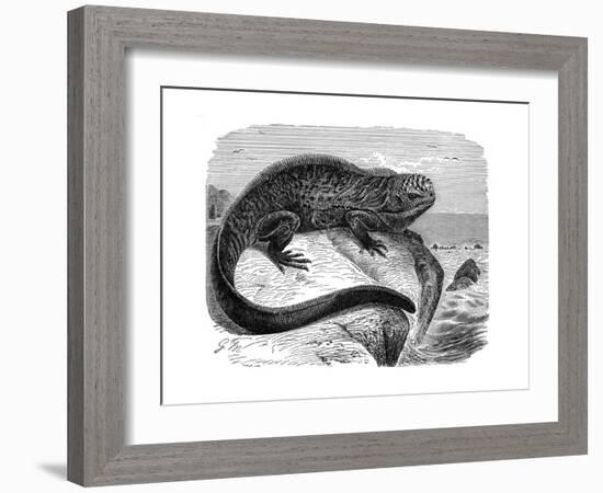 Iguana, the Great Herbivorous Sea Lizard of the Galapagos Islands-null-Framed Giclee Print