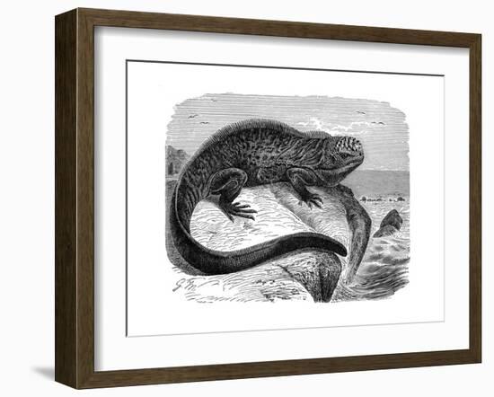 Iguana, the Great Herbivorous Sea Lizard of the Galapagos Islands-null-Framed Giclee Print