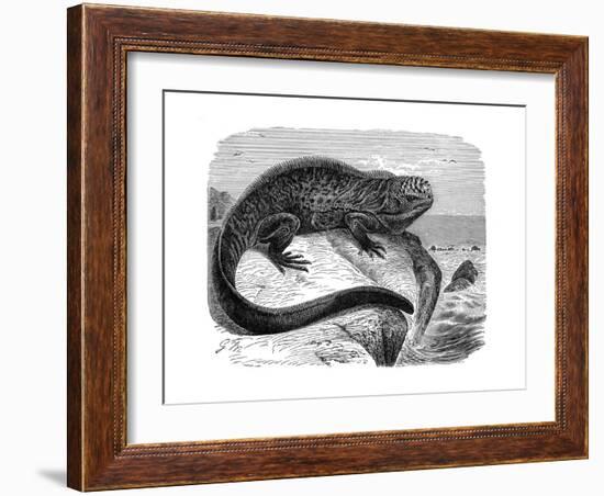 Iguana, the Great Herbivorous Sea Lizard of the Galapagos Islands-null-Framed Giclee Print