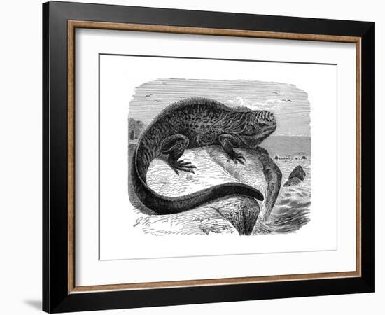 Iguana, the Great Herbivorous Sea Lizard of the Galapagos Islands-null-Framed Giclee Print