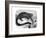 Iguana, the Great Herbivorous Sea Lizard of the Galapagos Islands-null-Framed Giclee Print