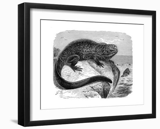 Iguana, the Great Herbivorous Sea Lizard of the Galapagos Islands-null-Framed Giclee Print