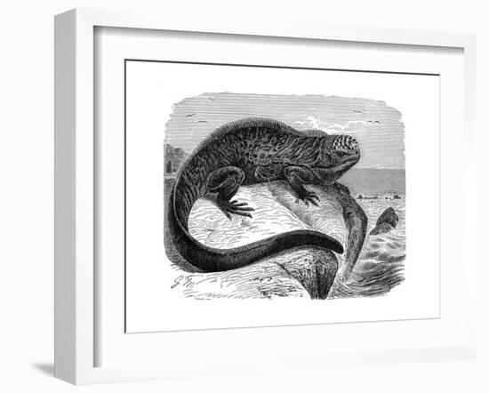 Iguana, the Great Herbivorous Sea Lizard of the Galapagos Islands-null-Framed Giclee Print