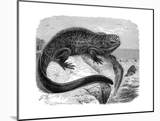 Iguana, the Great Herbivorous Sea Lizard of the Galapagos Islands-null-Mounted Giclee Print