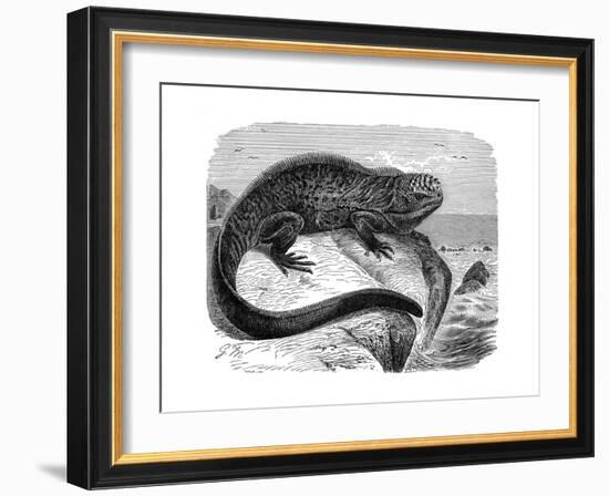 Iguana, the Great Herbivorous Sea Lizard of the Galapagos Islands-null-Framed Giclee Print