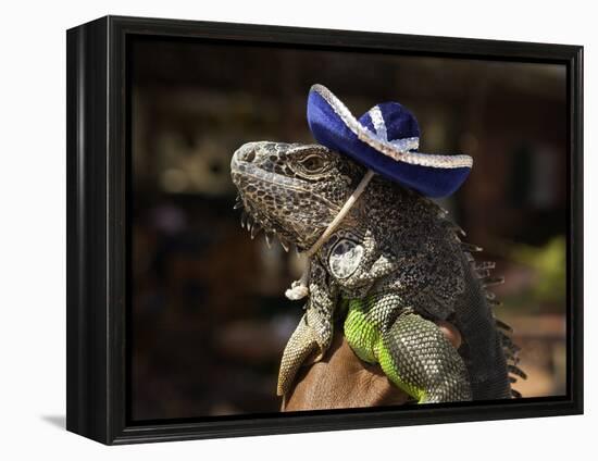 Iguana Wearing a Sombrero in Cabo San Lucas-Danny Lehman-Framed Premier Image Canvas