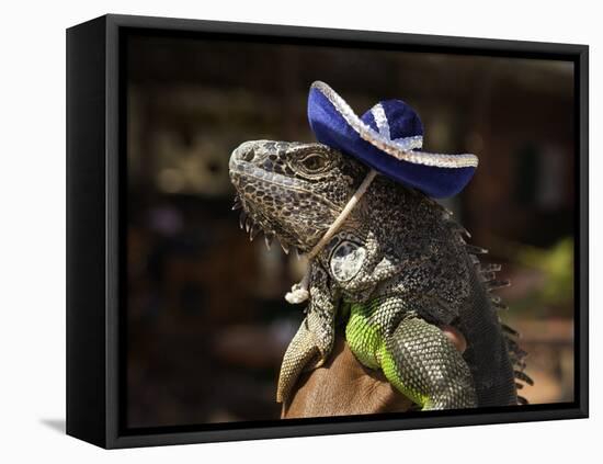 Iguana Wearing a Sombrero in Cabo San Lucas-Danny Lehman-Framed Premier Image Canvas