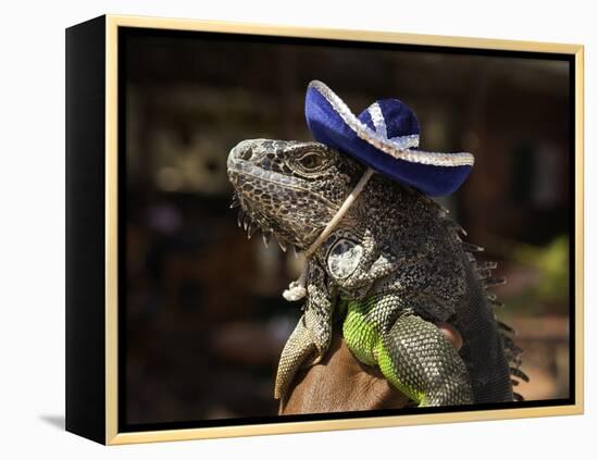 Iguana Wearing a Sombrero in Cabo San Lucas-Danny Lehman-Framed Premier Image Canvas