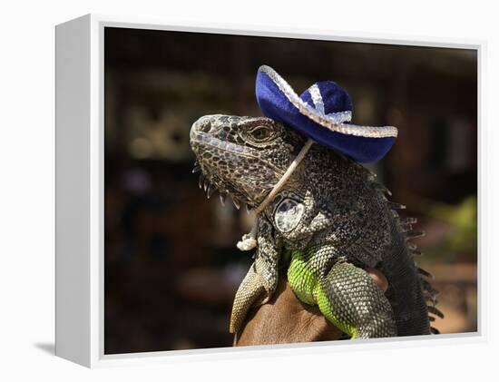 Iguana Wearing a Sombrero in Cabo San Lucas-Danny Lehman-Framed Premier Image Canvas