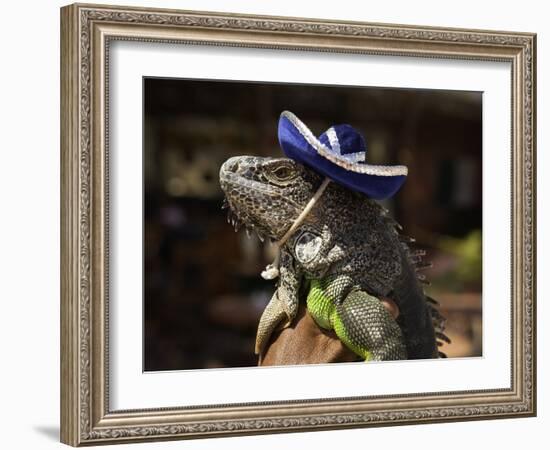 Iguana Wearing a Sombrero in Cabo San Lucas-Danny Lehman-Framed Photographic Print