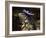 Iguana Wearing a Sombrero in Cabo San Lucas-Danny Lehman-Framed Photographic Print