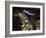 Iguana Wearing a Sombrero in Cabo San Lucas-Danny Lehman-Framed Photographic Print