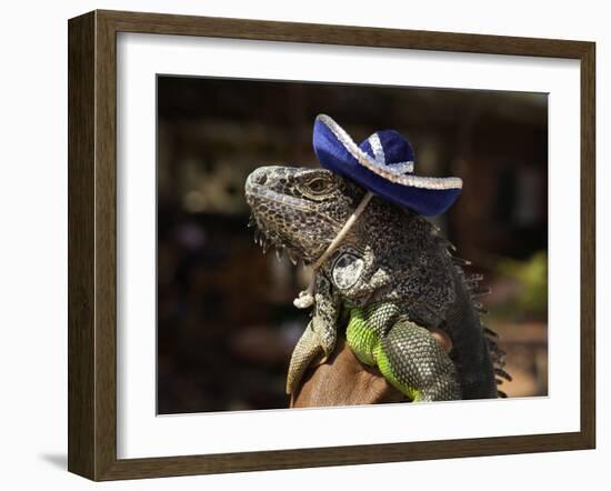 Iguana Wearing a Sombrero in Cabo San Lucas-Danny Lehman-Framed Photographic Print