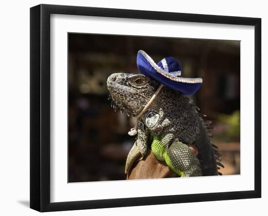 Iguana Wearing a Sombrero in Cabo San Lucas-Danny Lehman-Framed Photographic Print