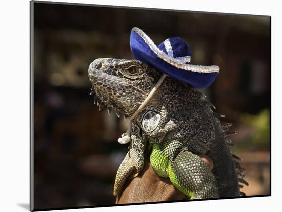 Iguana Wearing a Sombrero in Cabo San Lucas-Danny Lehman-Mounted Photographic Print