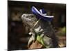 Iguana Wearing a Sombrero in Cabo San Lucas-Danny Lehman-Mounted Photographic Print