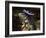 Iguana Wearing a Sombrero in Cabo San Lucas-Danny Lehman-Framed Photographic Print