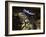 Iguana Wearing a Sombrero in Cabo San Lucas-Danny Lehman-Framed Photographic Print