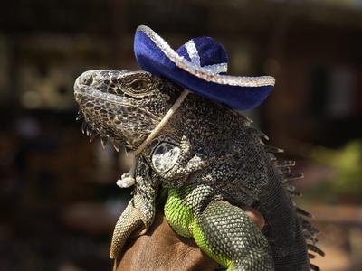 Iguana Wearing a Sombrero in Cabo San Lucas' Photographic Print